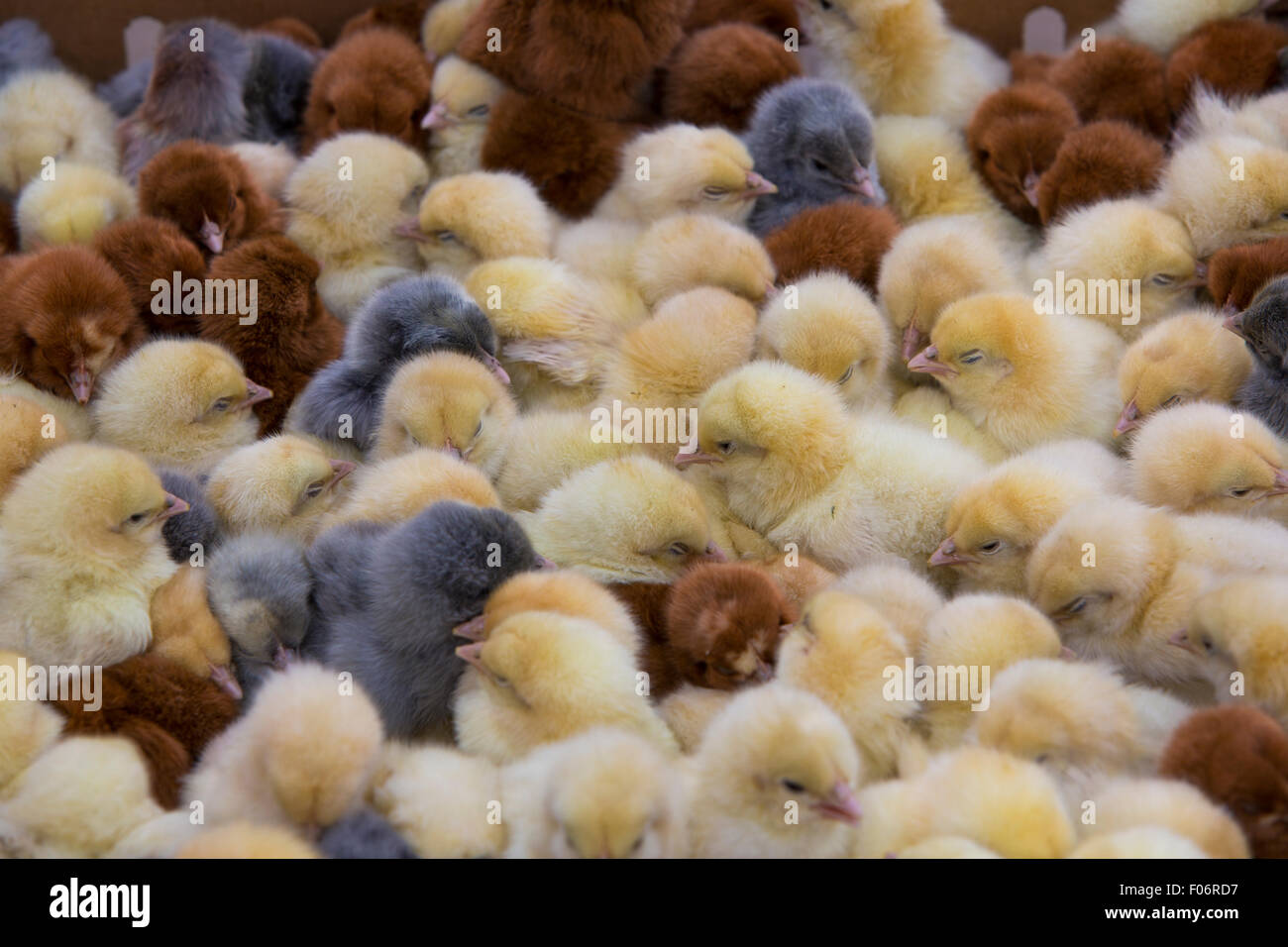 I giovani pulcini per la vendita presso la outdoor animale vivo mercato di Otavalo, Ecuador 2015. Foto Stock