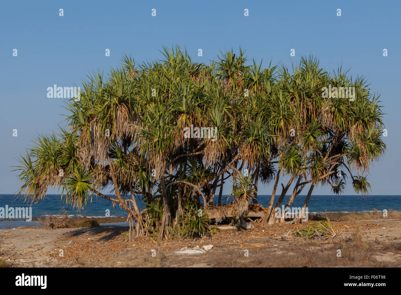 Alberi ad ombrello (Pandanus odorifier) sulla spiaggia tropicale di Londa Lima a Kanatang, Sumba orientale, Nusa Tenggara orientale, Indonesia. Foto Stock Alberi ad ombrello (Pandanus odorifier) sulla spiaggia tropicale di Londa Lima a Kanatang, Sumba orientale, Nusa Tenggara orientale, Indonesia. Foto Stock