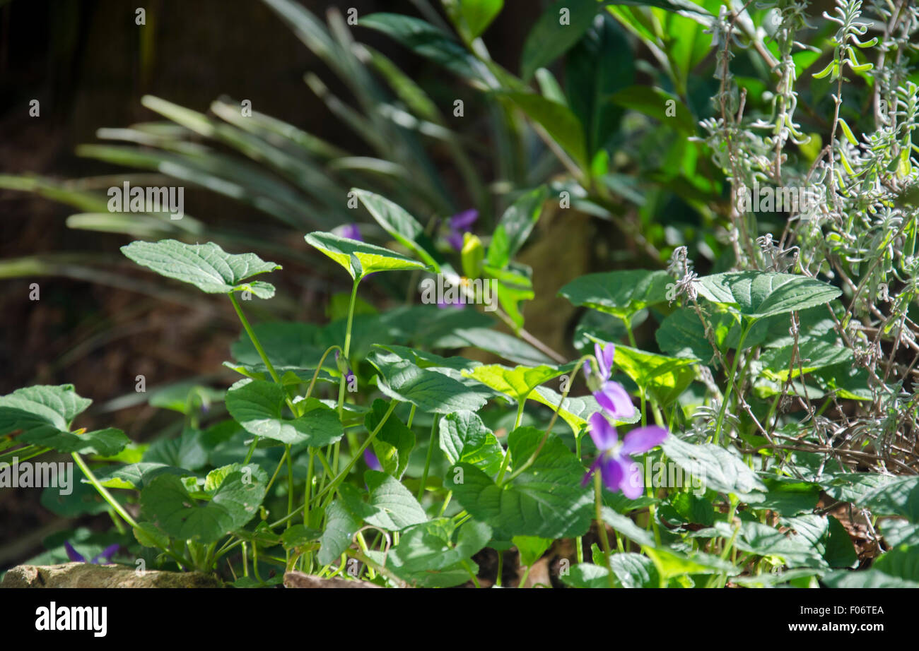 Nativi Australiani violette (viola hederacea) e piante di lavanda in un giardino di roccia con uno sfondo sfocato Foto Stock