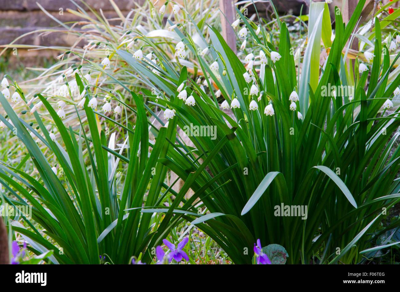 Snowdrops (Galanthus) e nativi Australiani violette (viola hederacea) in un giardino di Sydney in inverno con gradini in pietra e prato in background Foto Stock