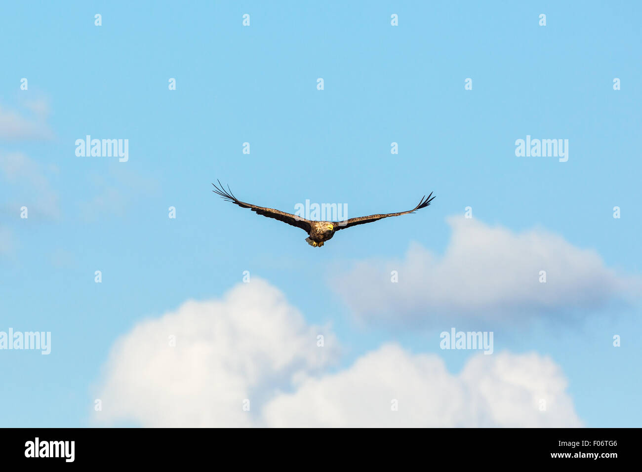 White Tailed eagle volare nel cielo Foto Stock