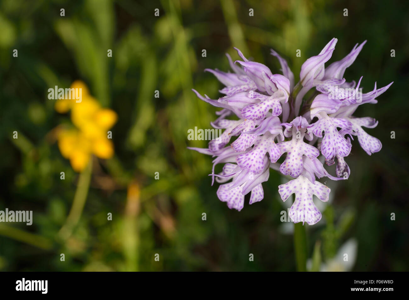 Wild Orchid Neotinea purshia, Orchidaceae, Monti Simbruini Park, Lazio, Italia Foto Stock