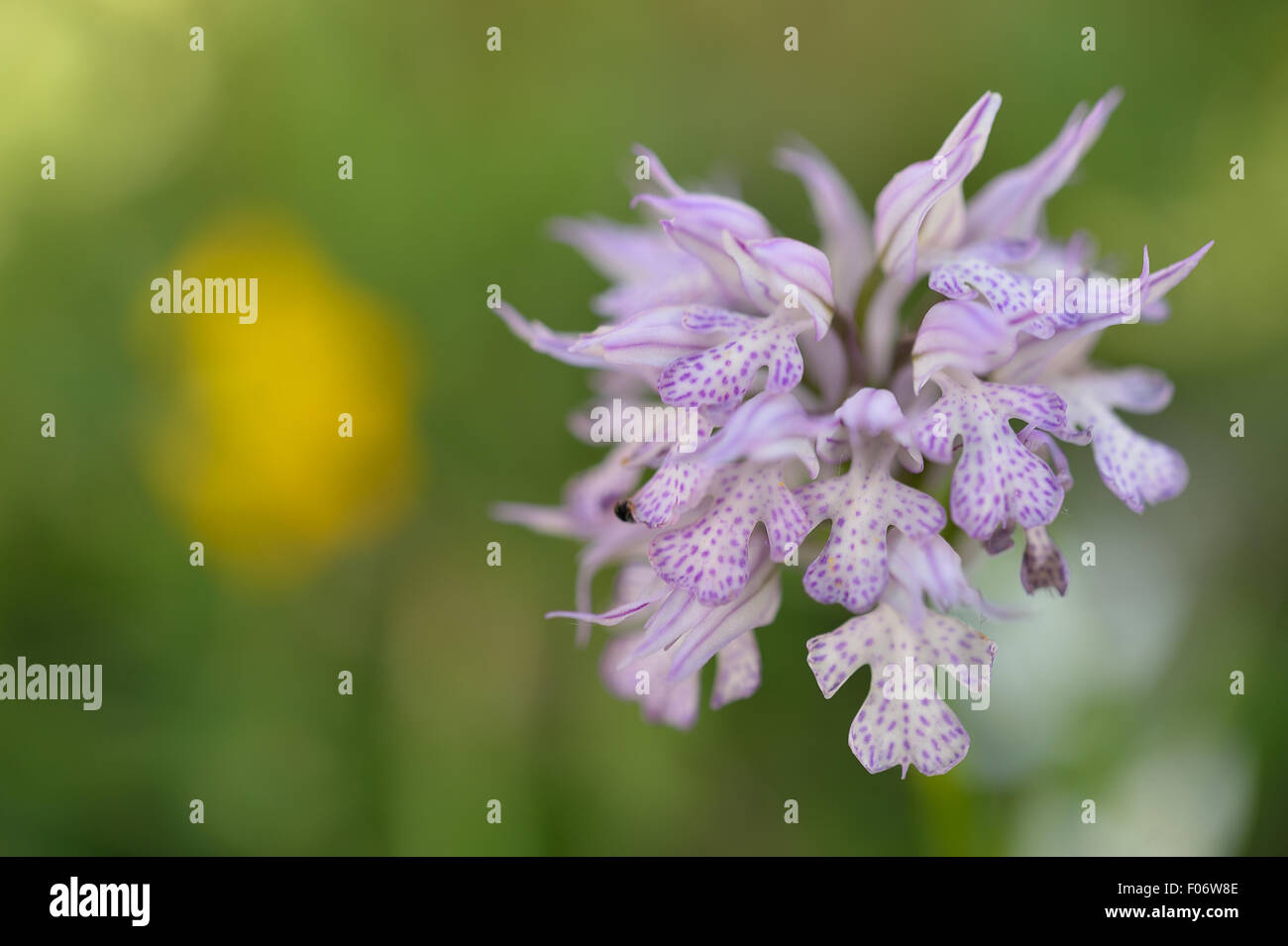 Wild Orchid Neotinea purshia, Orchidaceae, Monti Simbruini Park, Lazio, Italia Foto Stock