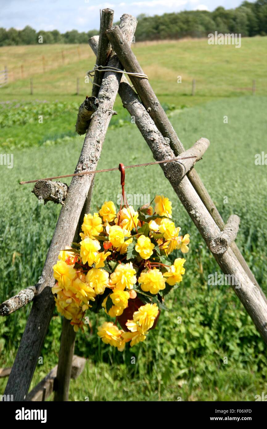 Fiori in Vasi Di Terracotta Erano Appesi Al Muro Di Pietra Immagine Stock - Immagine di coltura, terrazzo: 70609837