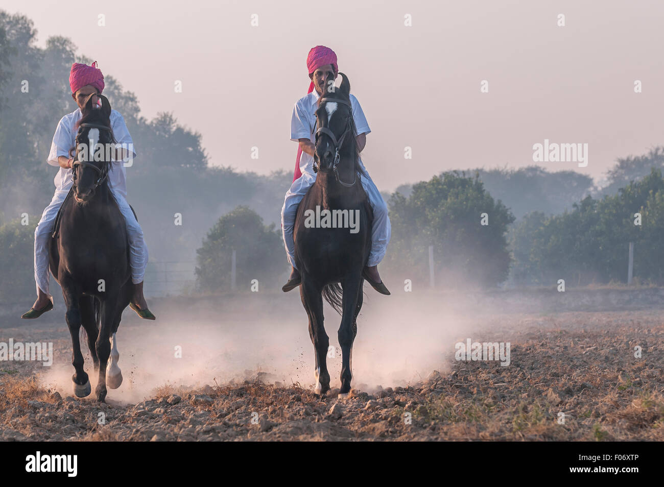 Due uomini indiano il loro addestramento cavalli Marwari all'alba li equitazione attraverso il terreno coltivabile bareback Foto Stock