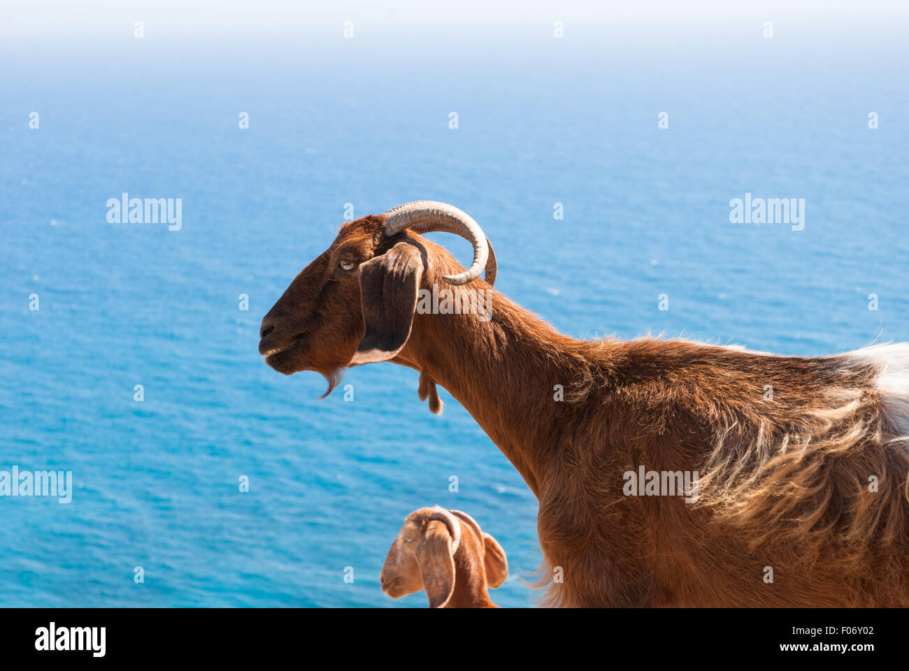 Free range capre in appoggio su di una roccia sulla costa di Cipro. Aeroporto di Paphos. Foto Stock