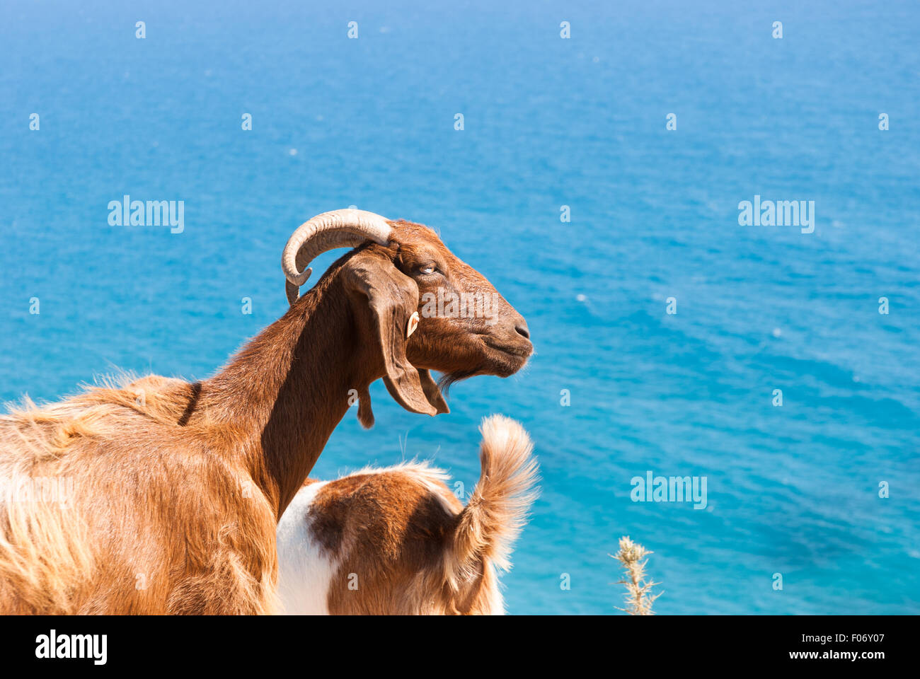 Free range capre in appoggio su di una roccia sulla costa di Cipro. Aeroporto di Paphos. Foto Stock