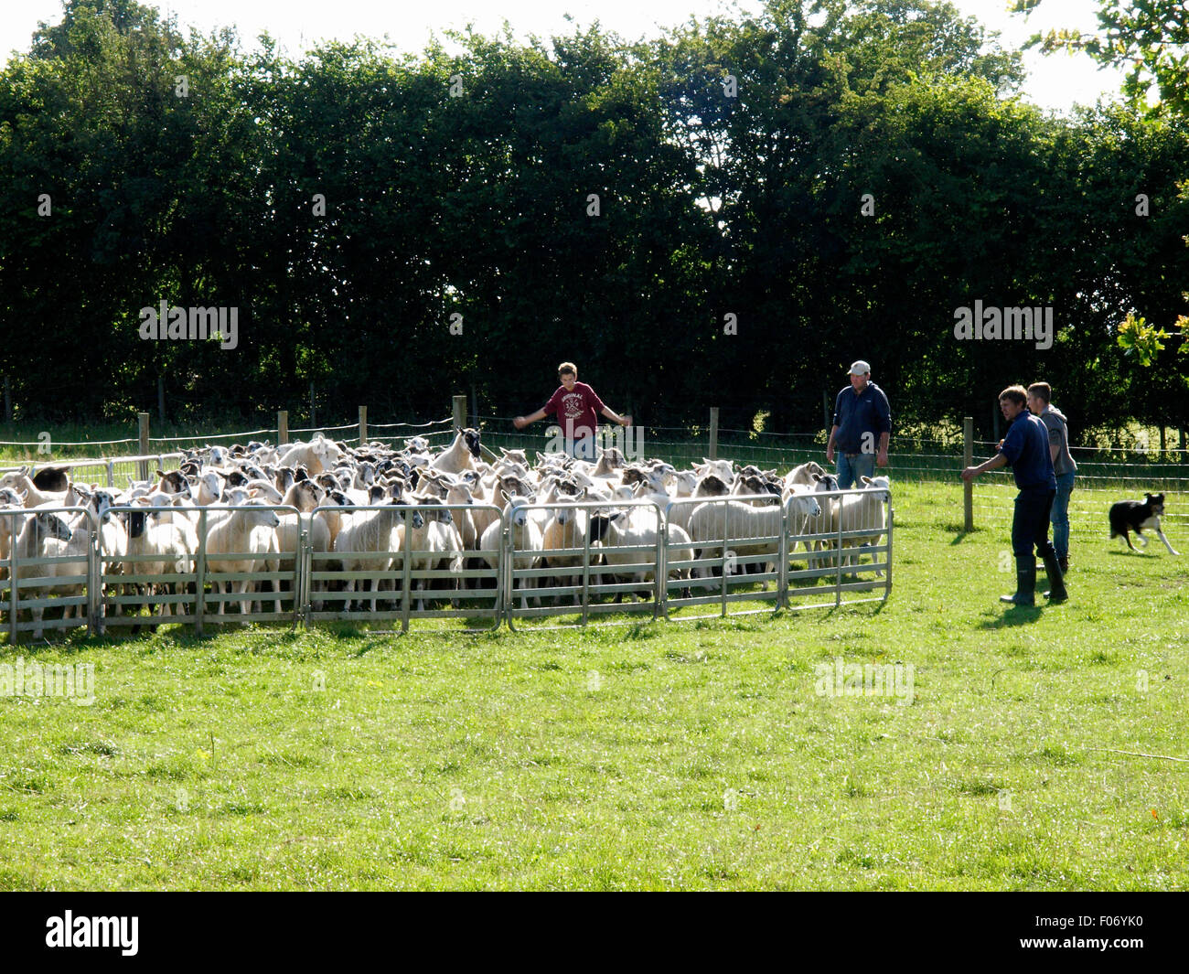 Gli agricoltori radunare le pecore in una penna, Glastonbury, Somerset, Regno Unito Foto Stock