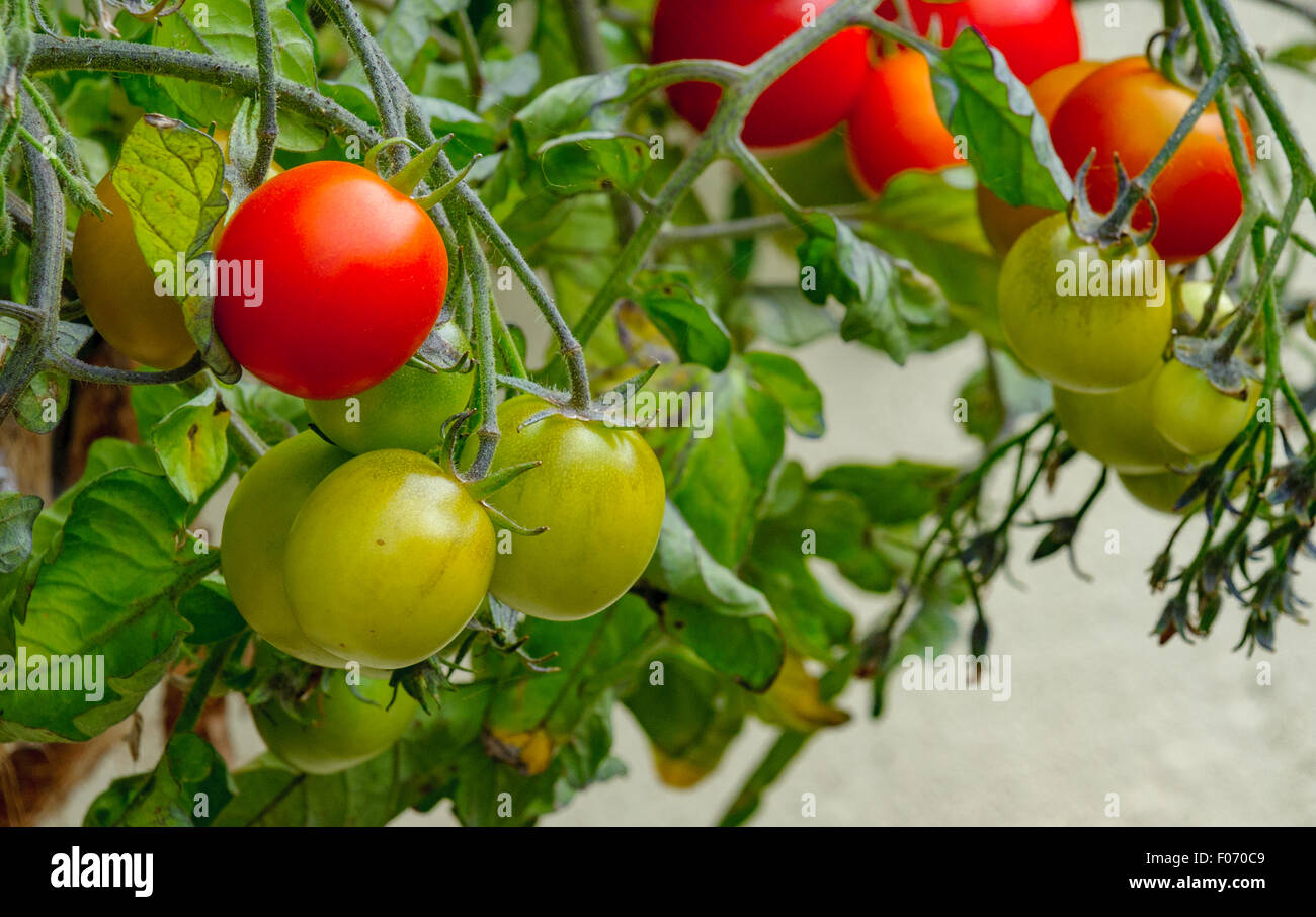 Il pomodoro ancora sulla pianta di pomodoro in attesa di essere ritirati o raccolte, per mangiare Foto Stock