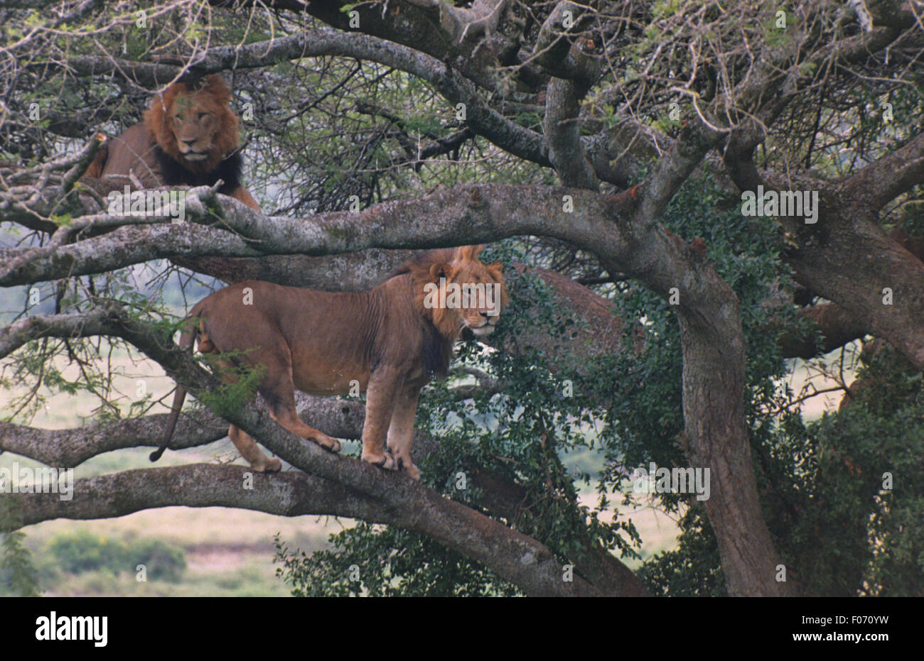 Leone africano maschi presa dal basso in piedi e giacenti sui rami di un albero di grandi dimensioni Foto Stock