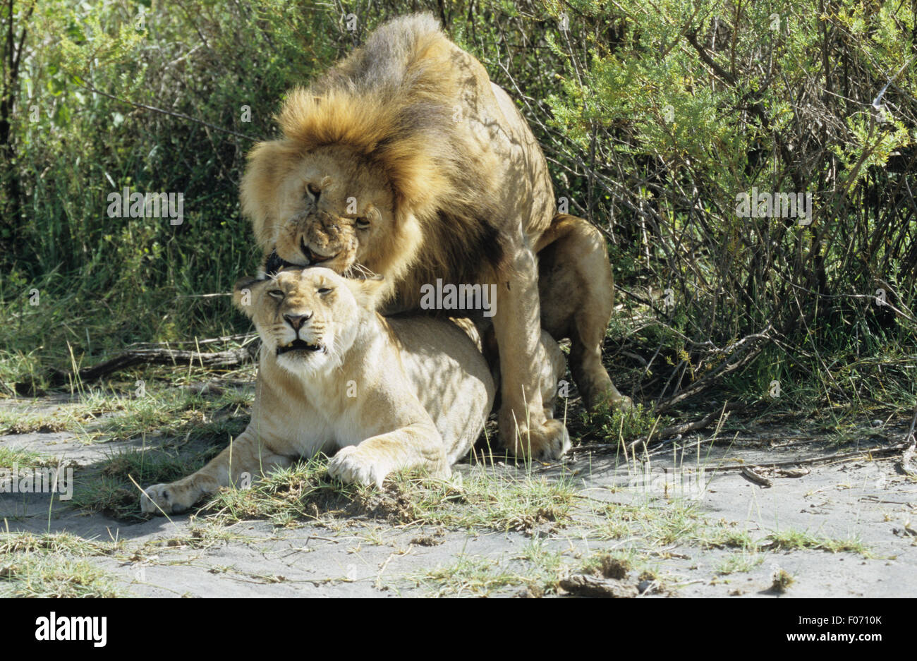 Leone africano maschio e femmina presi dalla parte anteriore maschio femmina montati mordere indietro del collo femmina giacente a terra Foto Stock