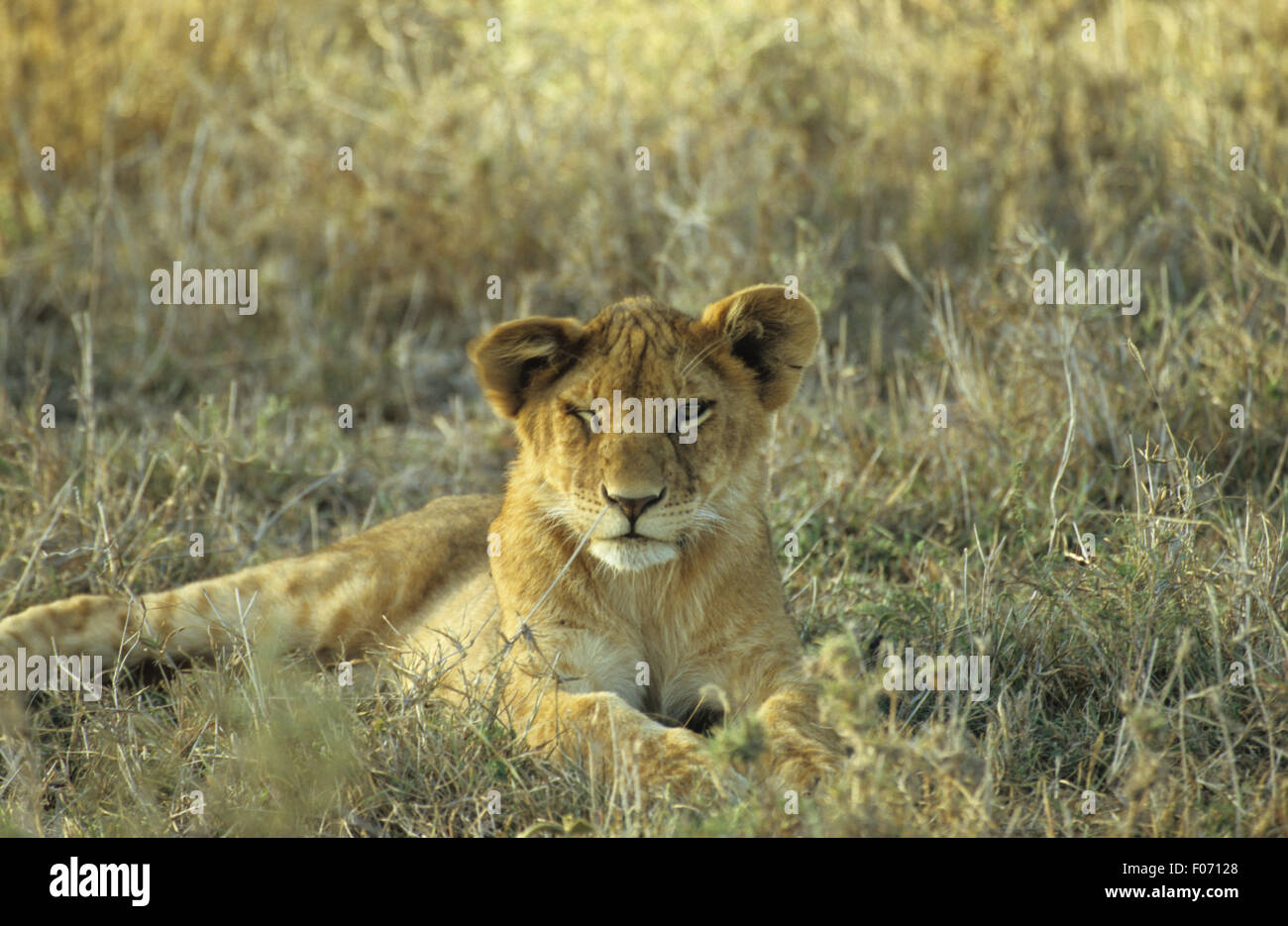 African Lion giovani presi dal davanti guardando verso la telecamera in un occhio chiuso uno aperto giacente sul terreno in erba lunga Foto Stock