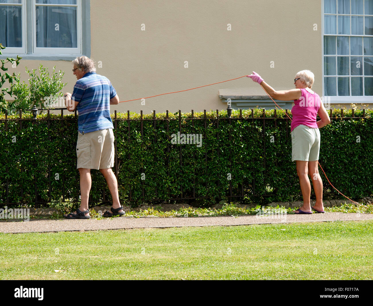 Il marito e la moglie hedge trimming insieme, pozzi, Somerset, Regno Unito Foto Stock