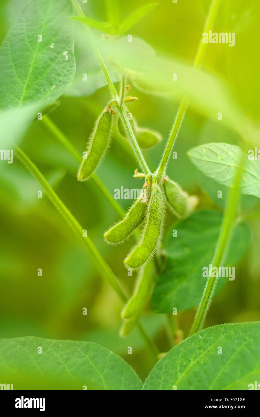 Il raccolto di soia cialde nel campo, giovani verde fagiolo di soia crescente sulla piantagione e la messa a fuoco selettiva. Foto Stock