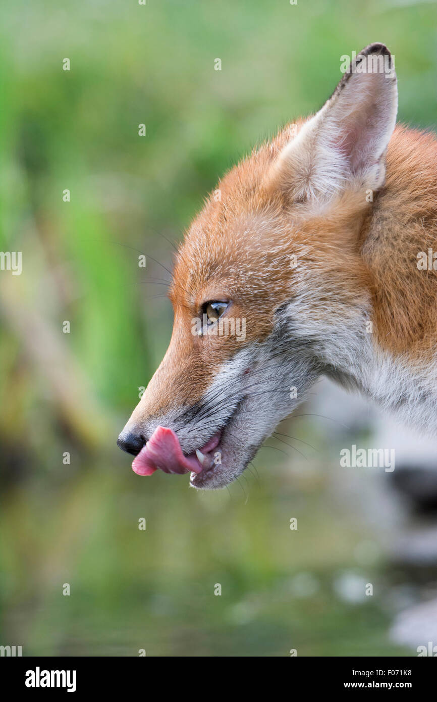 Un Rosso suburbana volpe (Vulpes vulpes) vixen lambisce le sue labbra dopo aver bevuto da un laghetto, Hastings, East Sussex, Regno Unito Foto Stock