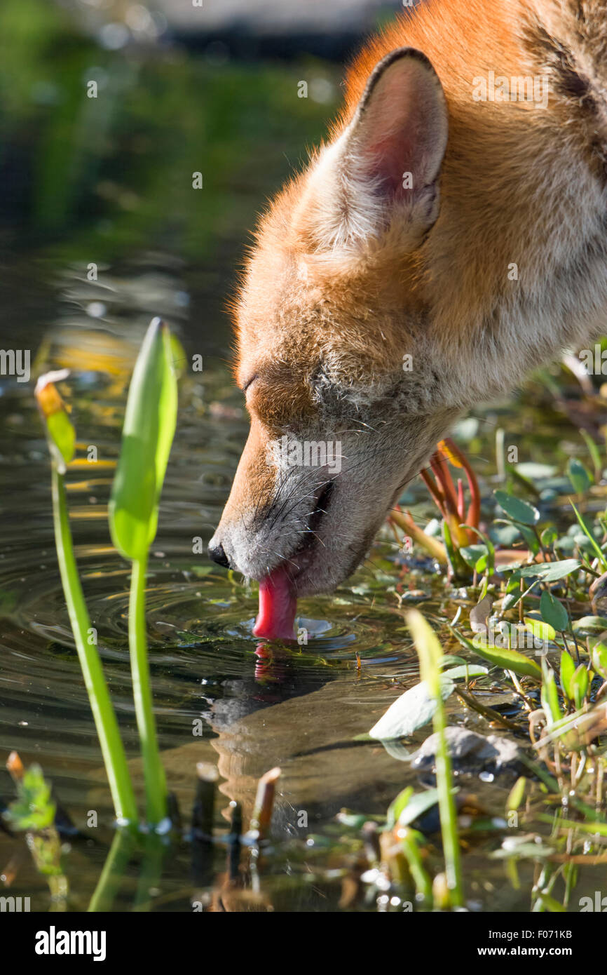 Un Rosso suburbana volpe (Vulpes vulpes) vixen prende un drink da un laghetto in giardino, Hastings, East Sussex, Regno Unito Foto Stock