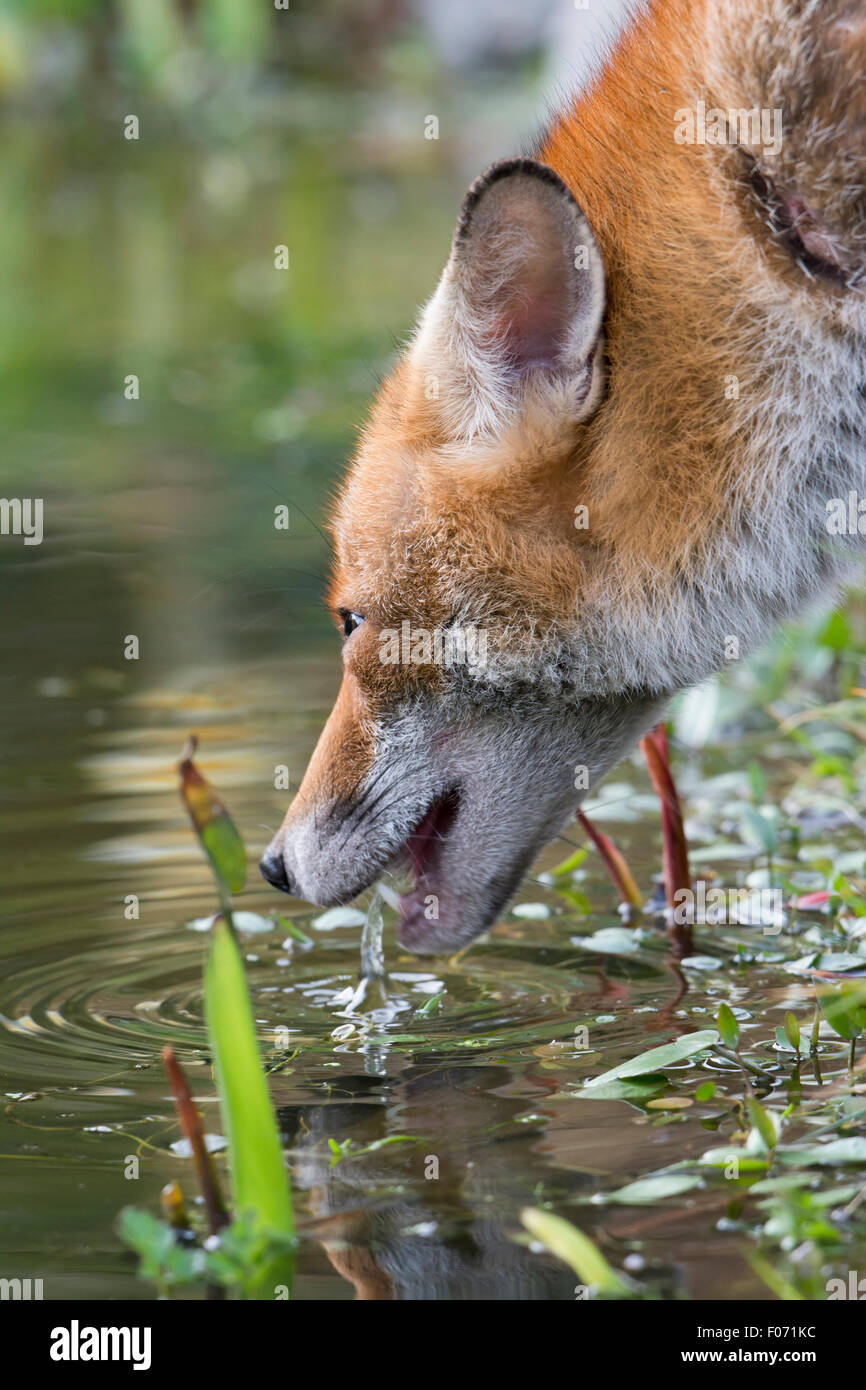 Un Rosso suburbana volpe (Vulpes vulpes) vixen prende un drink da un laghetto in giardino, Hastings, East Sussex, Regno Unito Foto Stock