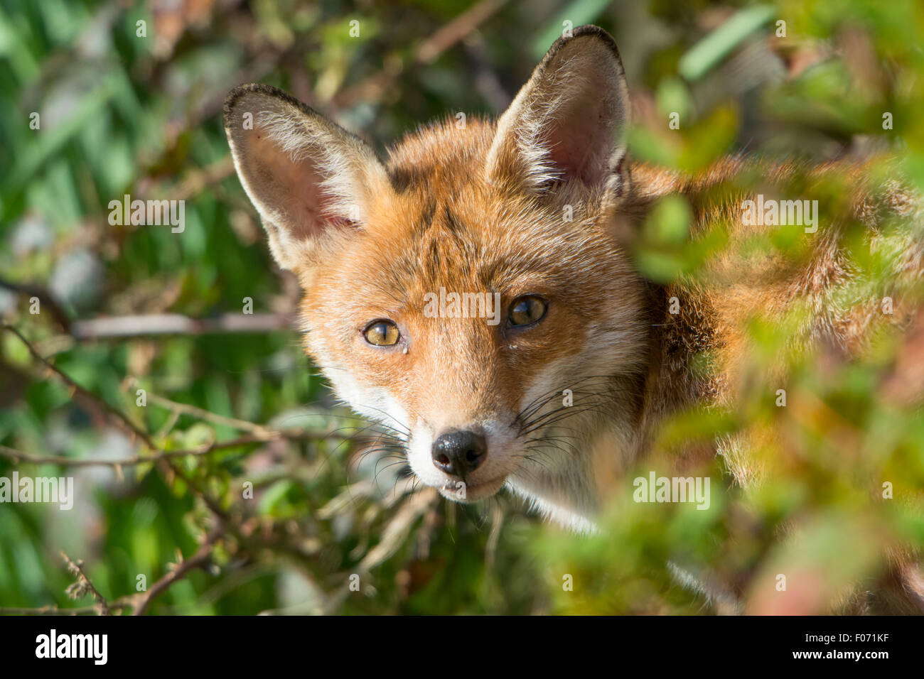 Un Rosso suburbana volpe (Vulpes vulpes) vixen in un giardino, Hastings, East Sussex, Regno Unito Foto Stock