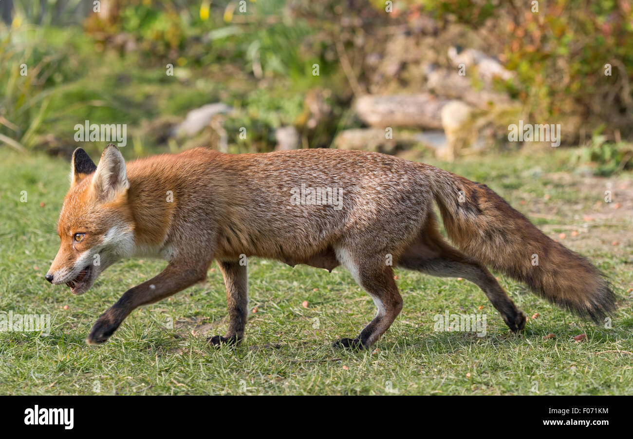 Un Rosso suburbana volpe (Vulpes vulpes) vixen passeggiate attraverso un giardino con un mouthfull di cibo, Hastings, East Sussex, Regno Unito Foto Stock