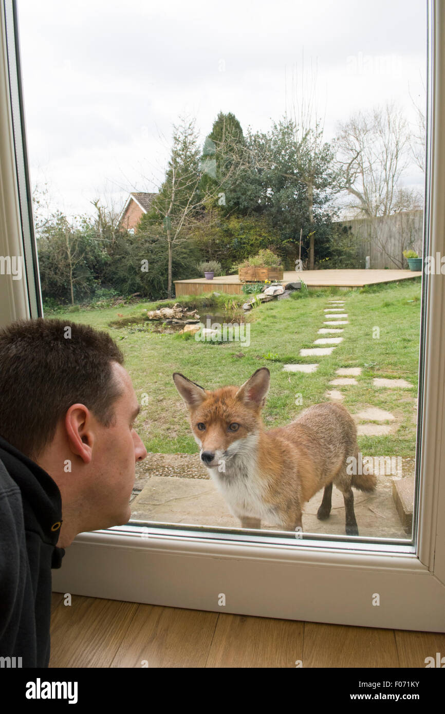 Un Rosso suburbana volpe (Vulpes vulpes) vixen guarda attraverso una porta di vetro in un punto molto vicino l'uomo, luce diurna, Hastings, East Sussex, Regno Unito Foto Stock