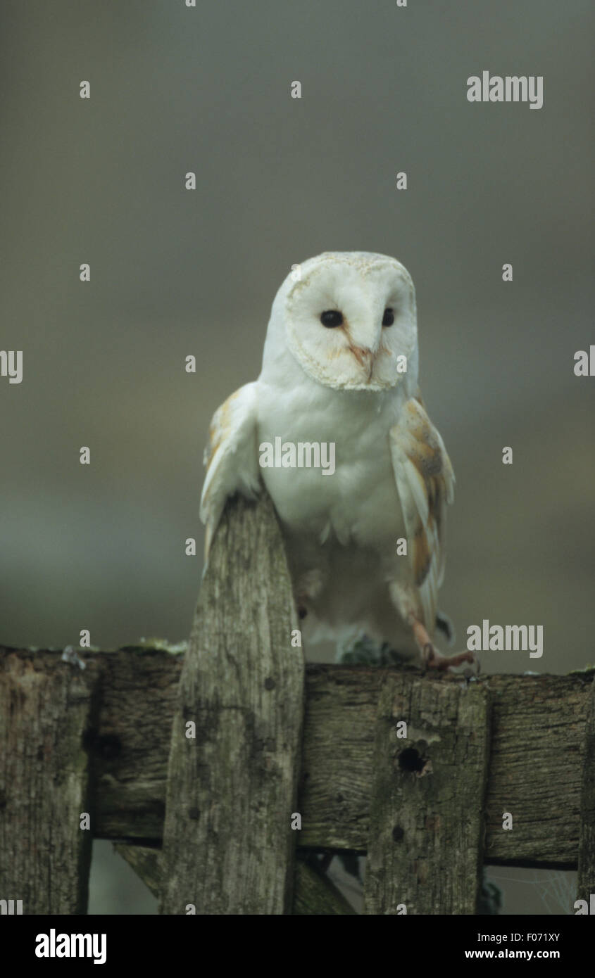 Barbagianni captive preso dal davanti guardando verso la telecamera arroccato su una vecchia recinzione in legno in early MORNING MIST Foto Stock