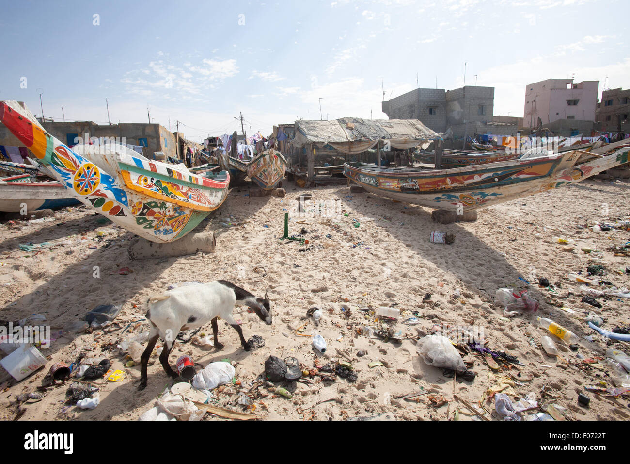 Capra di mangiare nella sabbia, M'Bour, Senegal Foto Stock