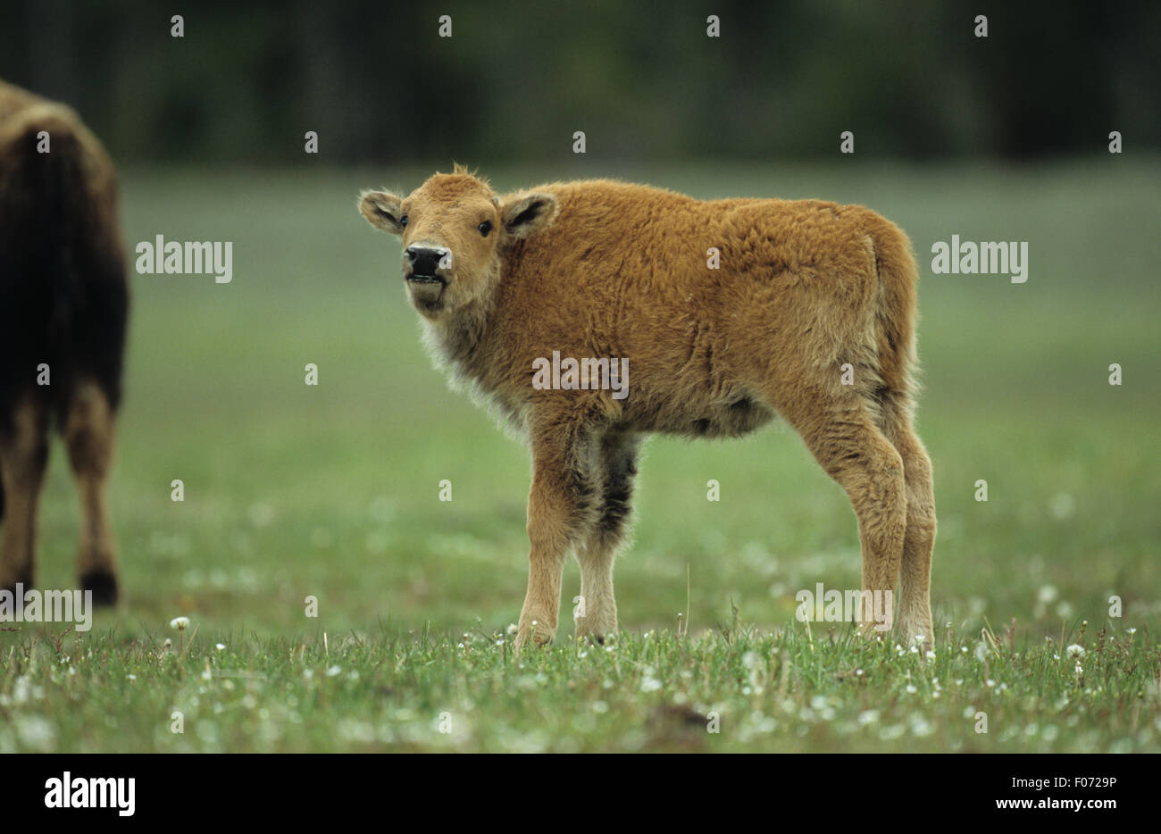 Bison giovani cal presi in profilo guardando a sinistra alla fotocamera in piedi su un terreno erboso aperto Foto Stock