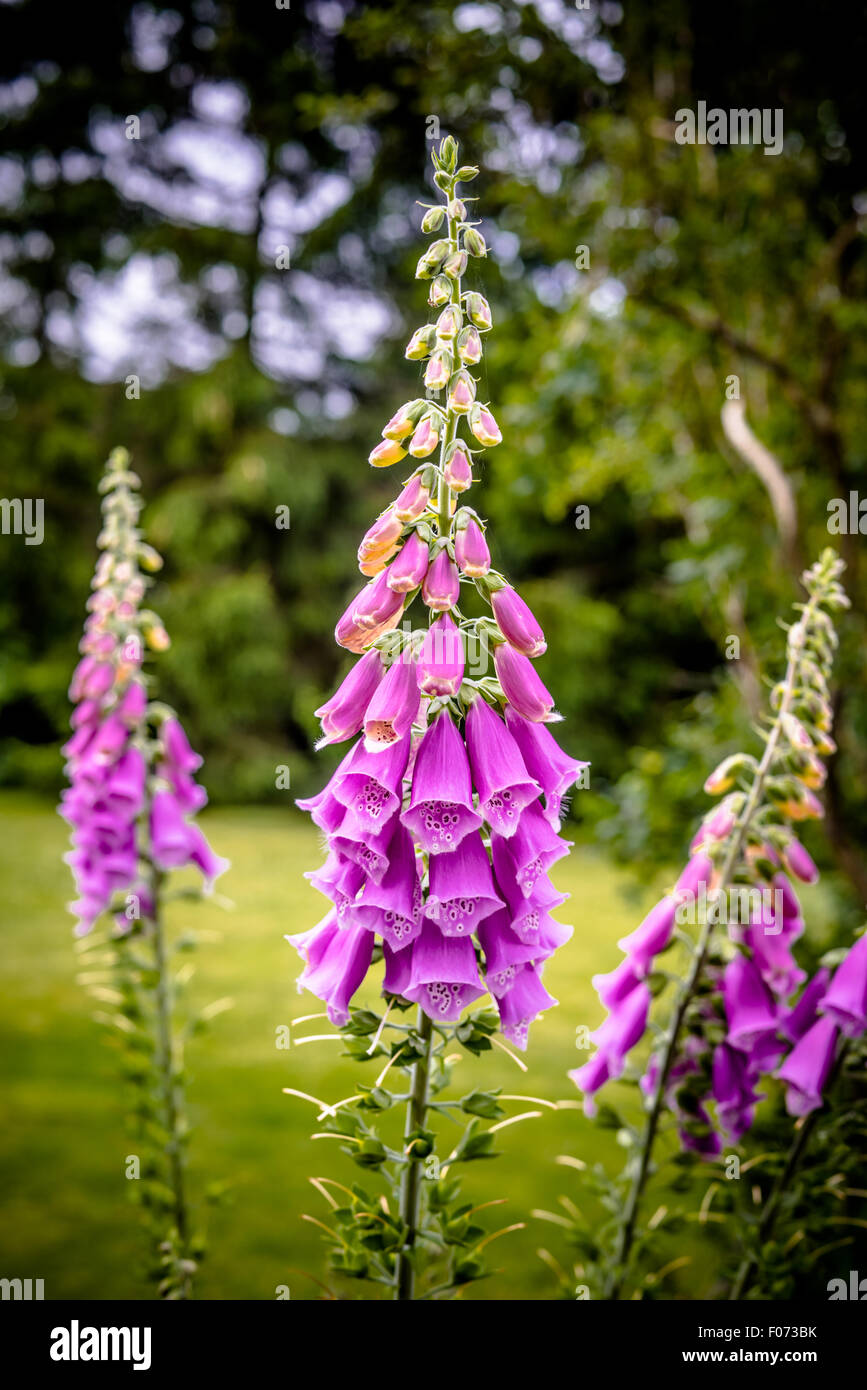 Bella viola Campanula flowerin un giardino in estate Foto Stock