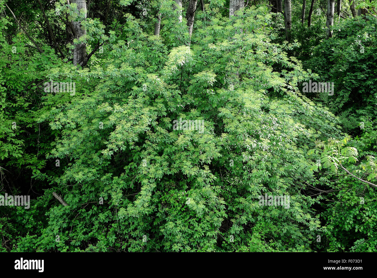 L'anziano albero. Foto Stock