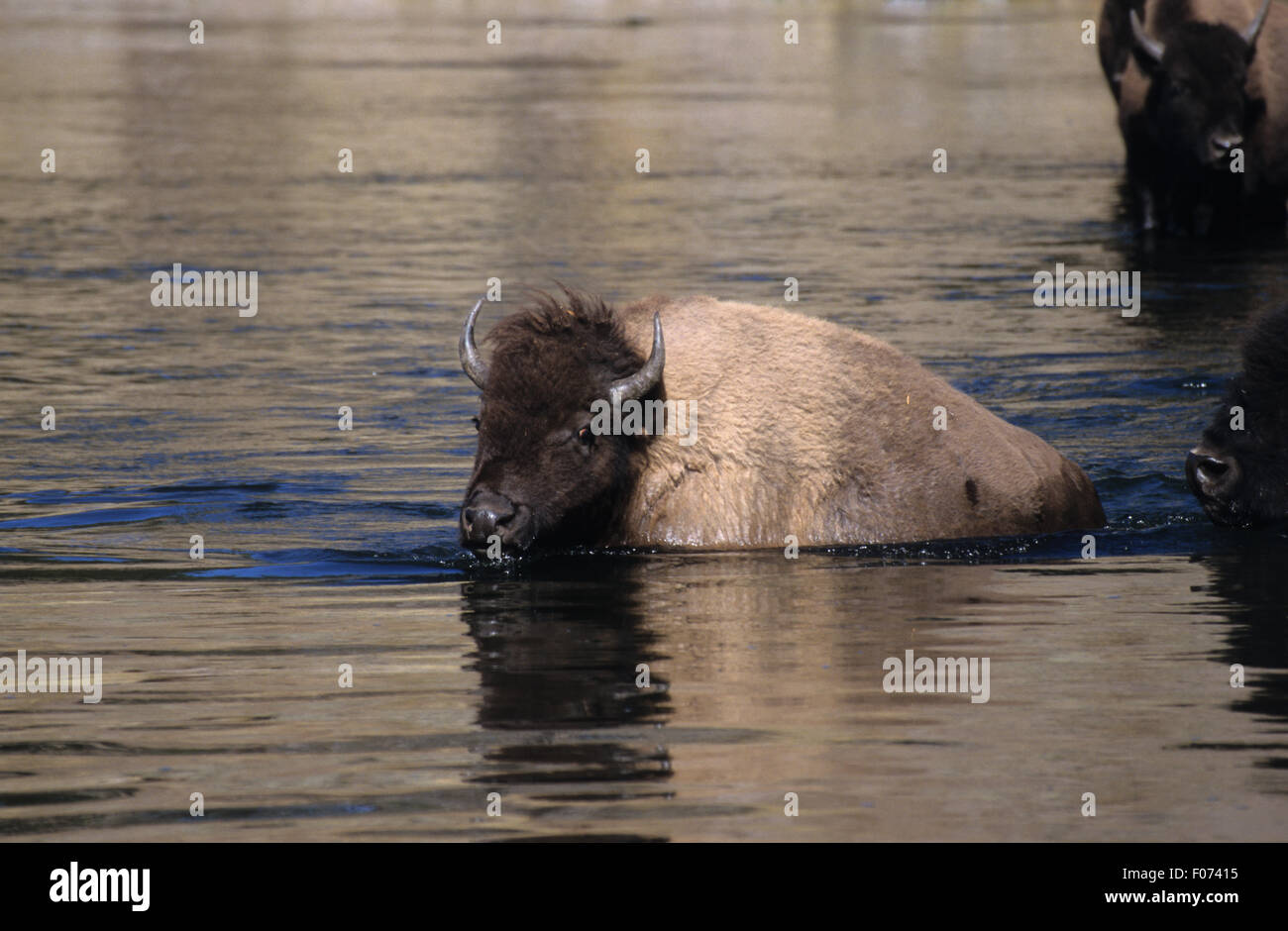 Bison presi in profilo guardando a sinistra il nuoto attraverso acqua piatta guardando la fotocamera la riflessione sull'acqua Foto Stock