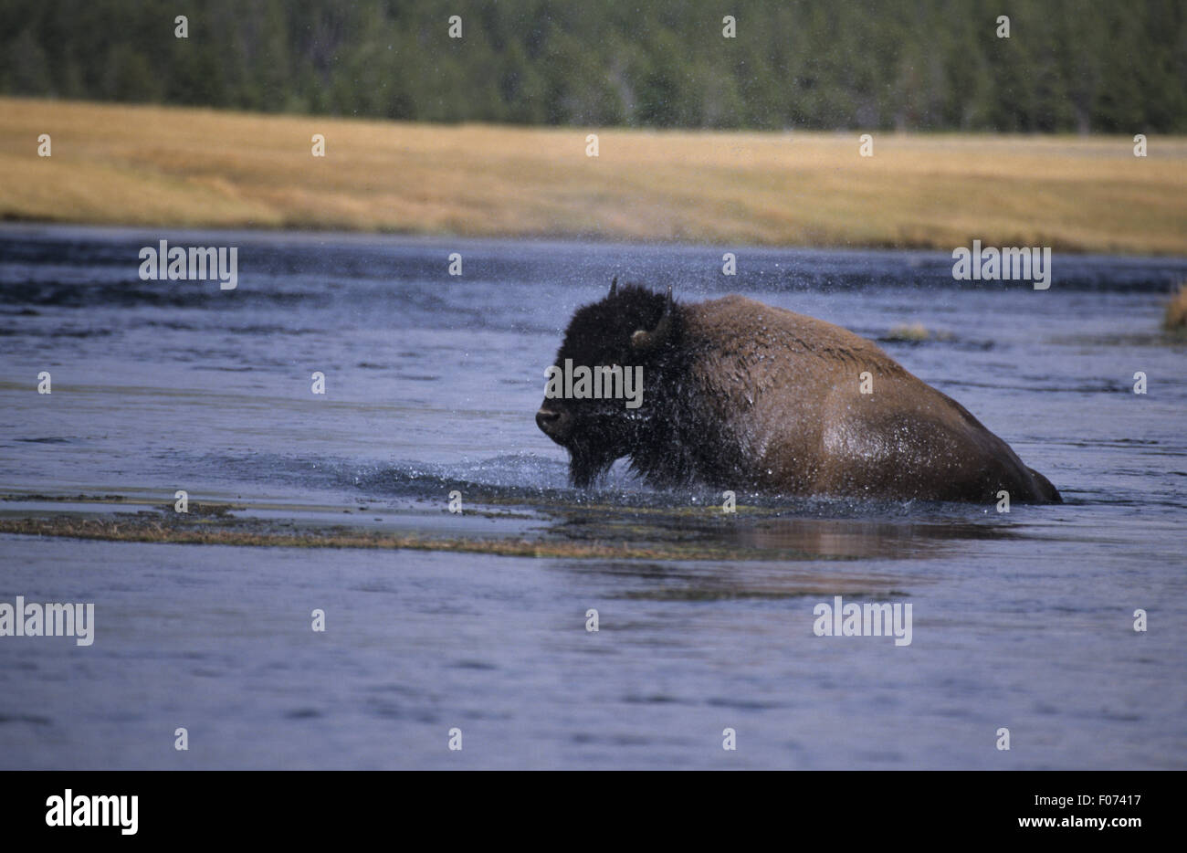 Bison presi in profilo guardando a sinistra salendo al di fuori del fiume soaking wet Foto Stock
