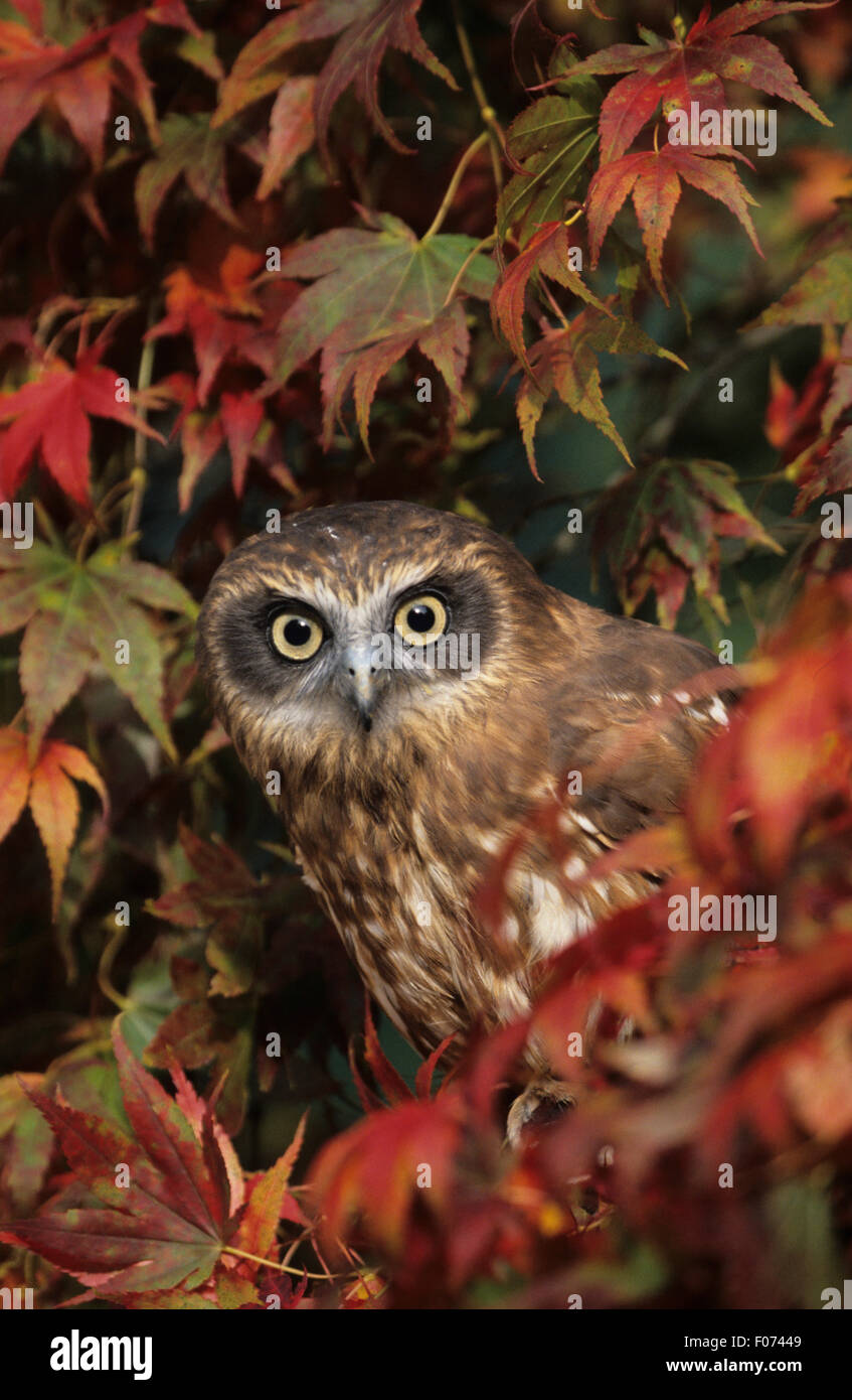 Il Gufo Boobook preso dalla parte anteriore appollaiato in rosso e in giallo le foglie autunnali che guarda in telecamera occhi aperti Foto Stock