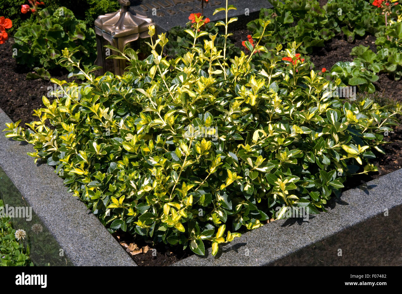 Flaechenbepflanzung, Euonymus, Foto Stock