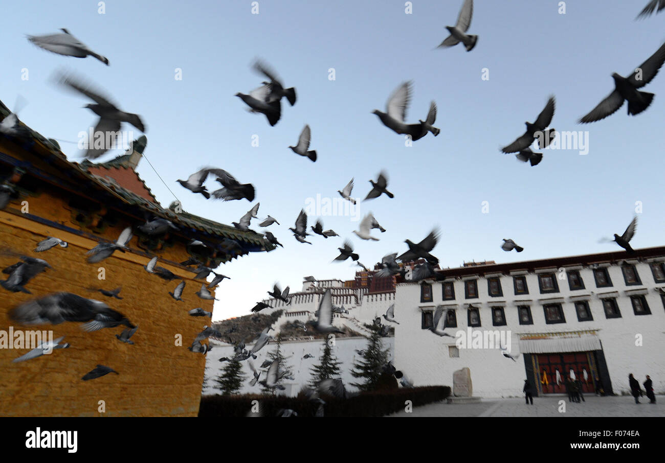 (150809) -- LHASA, e il Agosto 9, 2015 (Xinhua) -- Piccioni sorvolare il Potala square a Lhasa, capitale del sud-ovest della Cina di regione autonoma del Tibet, Dic 10, 2013. Promossa dal governo, il Potala square, come altre infrastrutture pubbliche in Tibet, è stato in gran parte migliorato negli ultimi dieci anni. (Xinhua/Chogo) (mt) Foto Stock