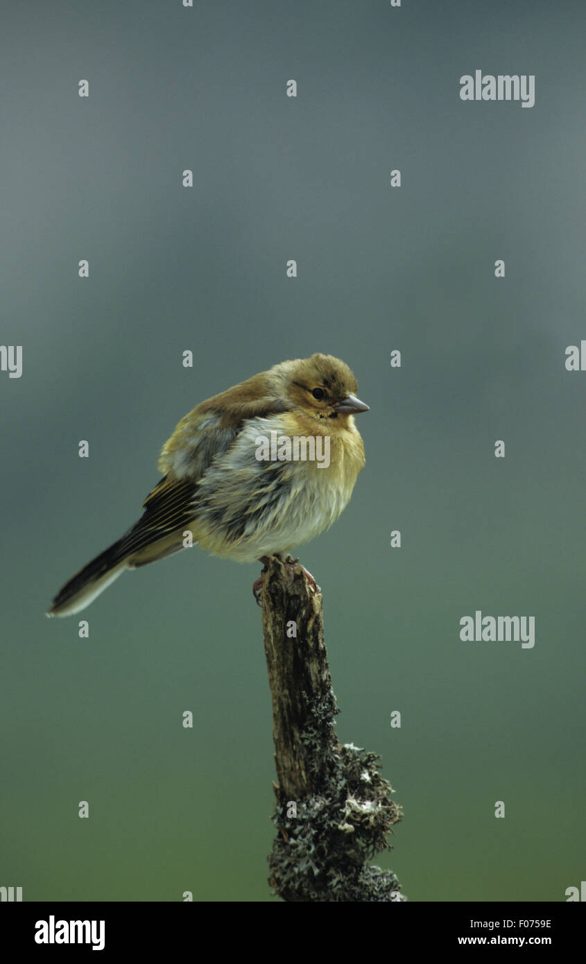 Fringuello presi in profilo cerca diritto arruffare le piume blue sky Foto Stock