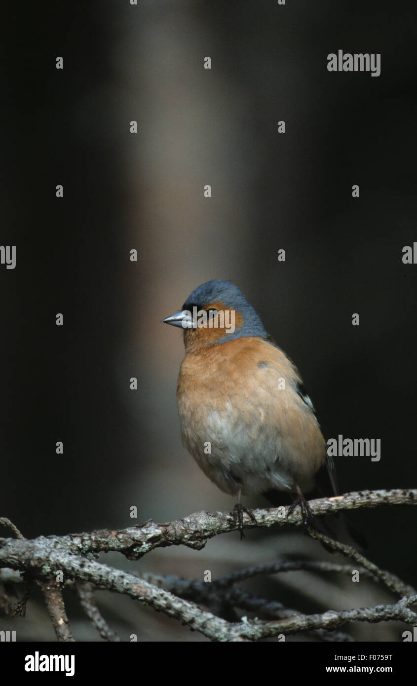 Fringuello maschio preso dalla parte anteriore rivolta a sinistra appollaiato sul ramo di piccole dimensioni Foto Stock