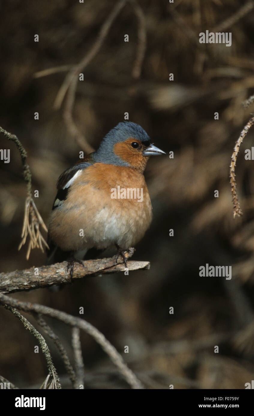 Fringuello maschio preso dal davanti guardando diritto appollaiato sulla fine del rametto Foto Stock
