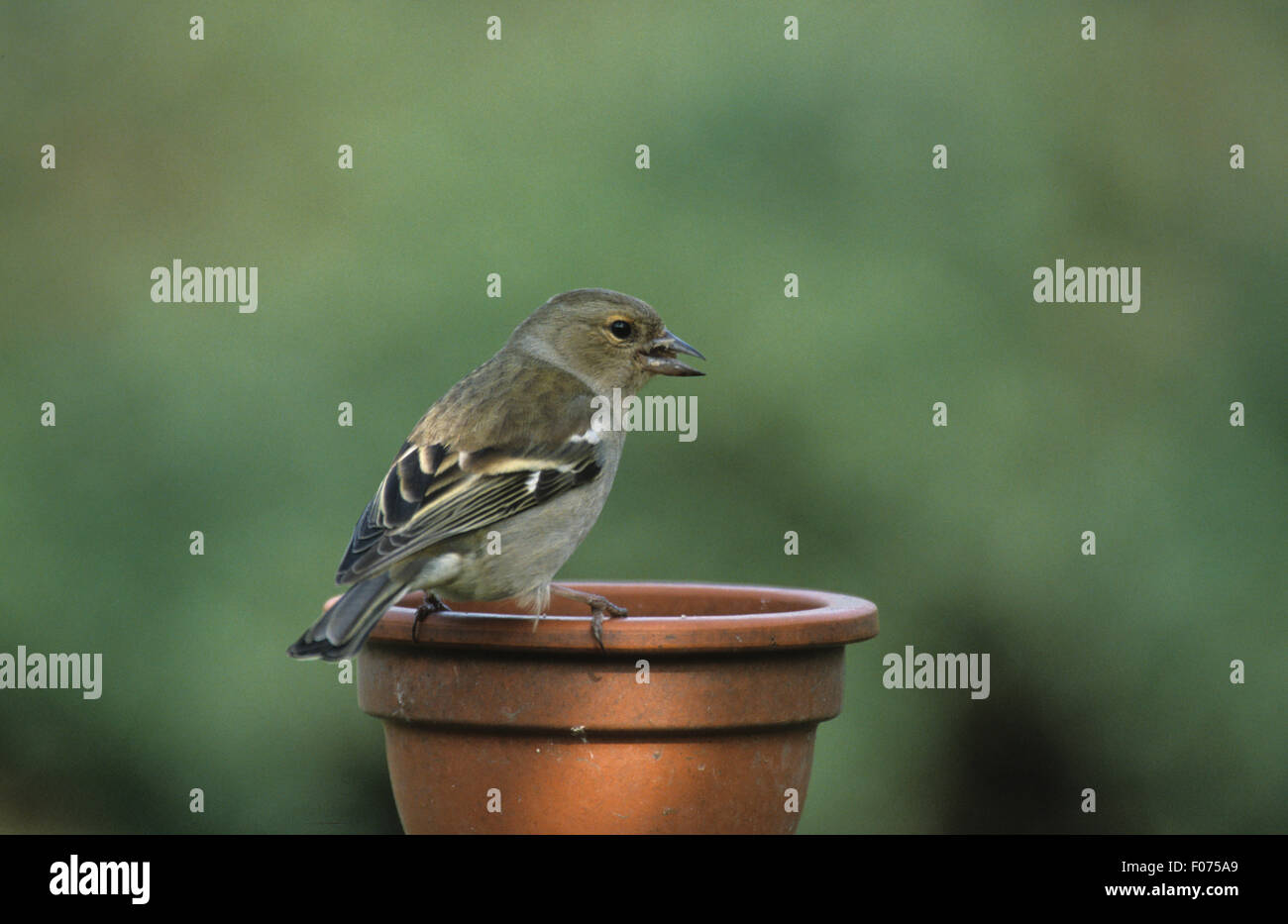 Fringuello prese femmina dal retro alla ricerca di semi di destra nel becco appollaiato sul cerchio di argilla coprivaso Foto Stock