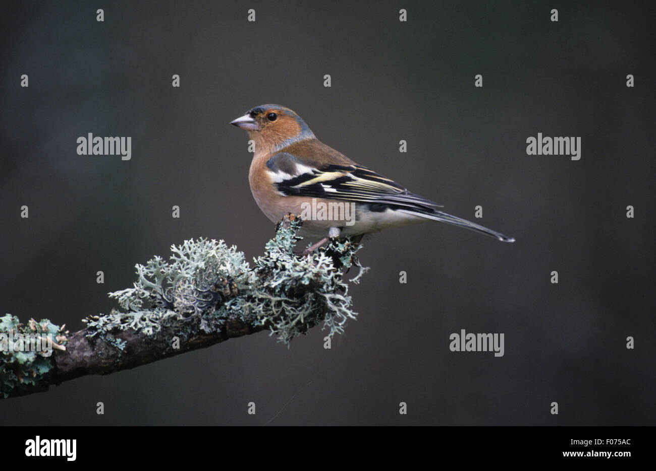 Fringuello maschio preso in profilo guardando a sinistra arroccato su un lichene coperto ramoscello Foto Stock