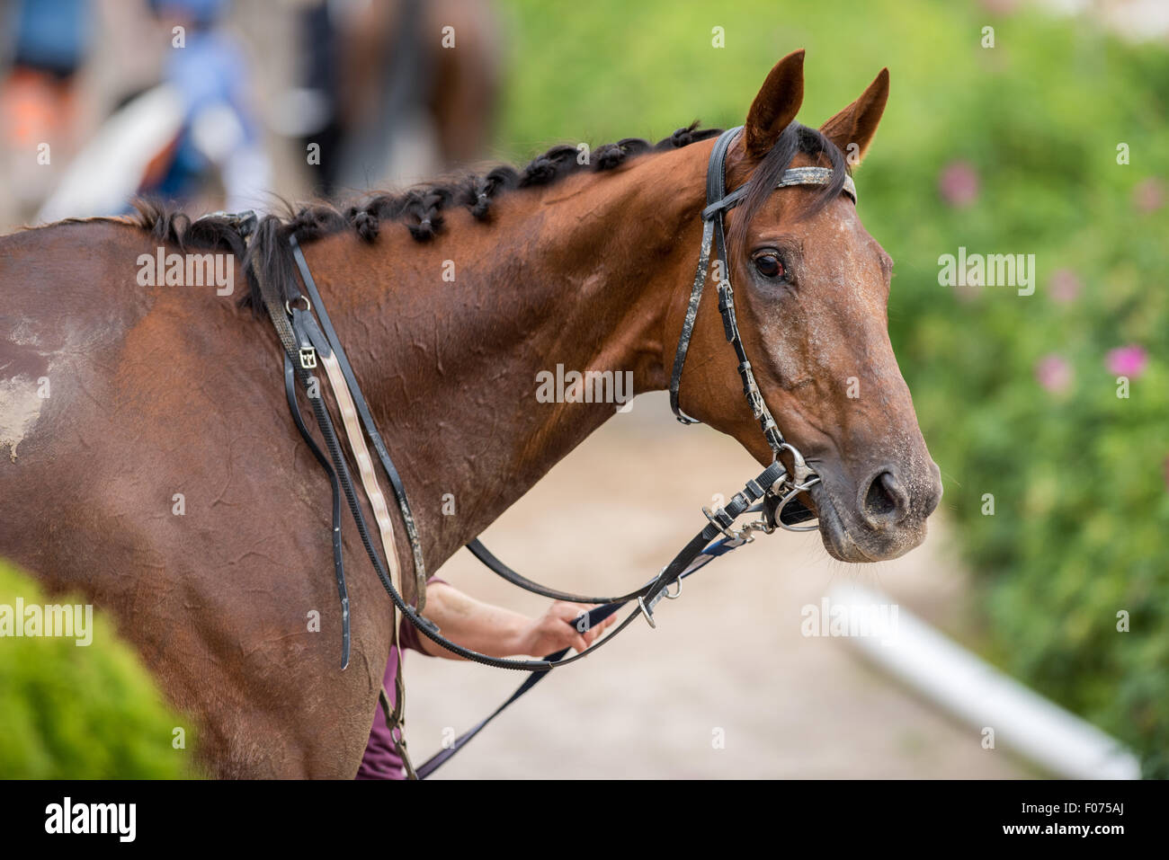 Horse Manhattan a Täby Galopp horse racing via dopo il giovane fantino femmina Teresa Karlsson ha vinto la sua carriera prima vittoria Foto Stock