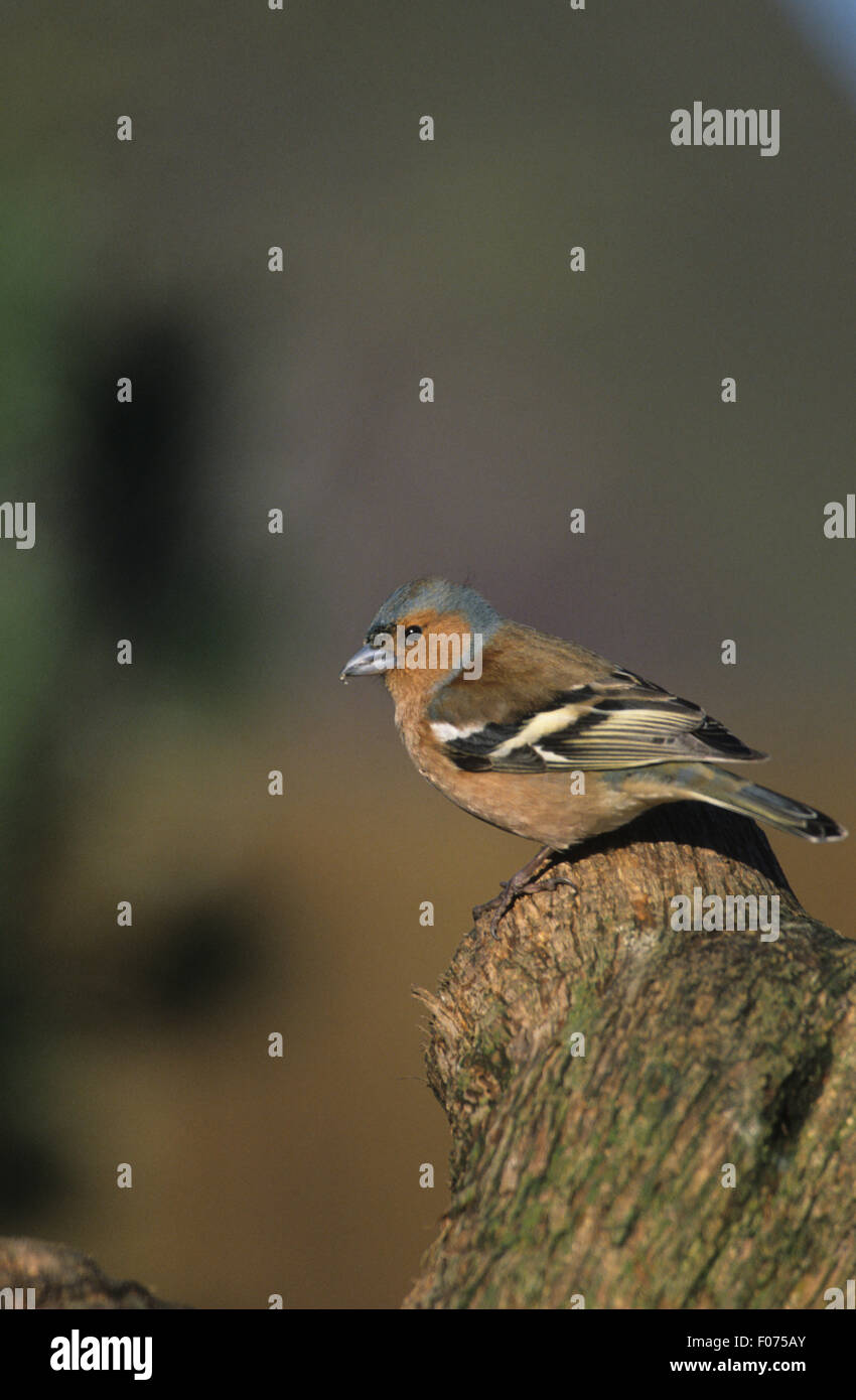 Fringuello maschio preso in profilo guardando a sinistra appollaiato sulla cima di vecchi log in legno Foto Stock