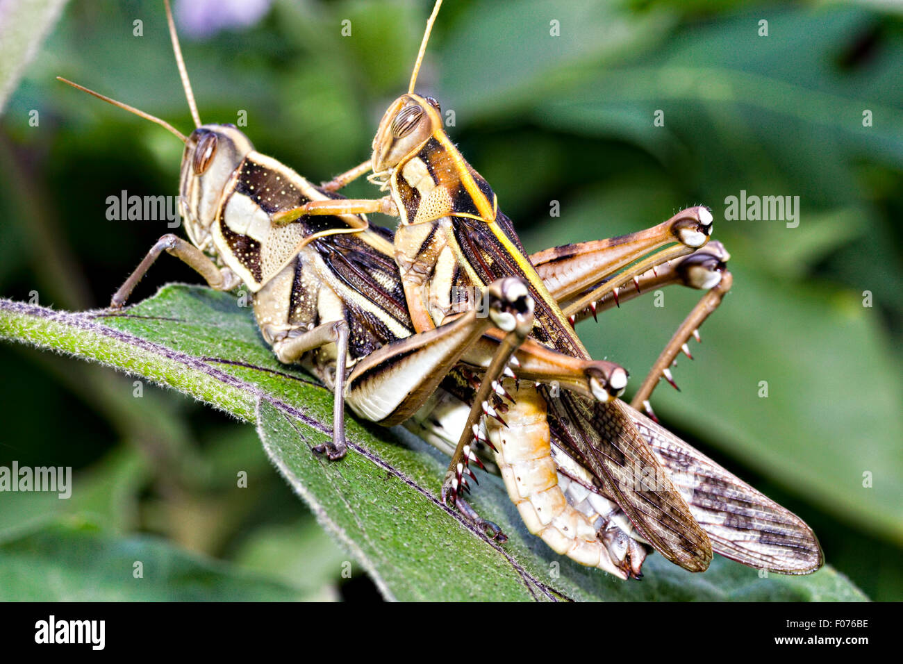 Immagine ravvicinata di coniugate American cavallette (Schistocerca americana). Chiamato anche american bird grasshopper Foto Stock