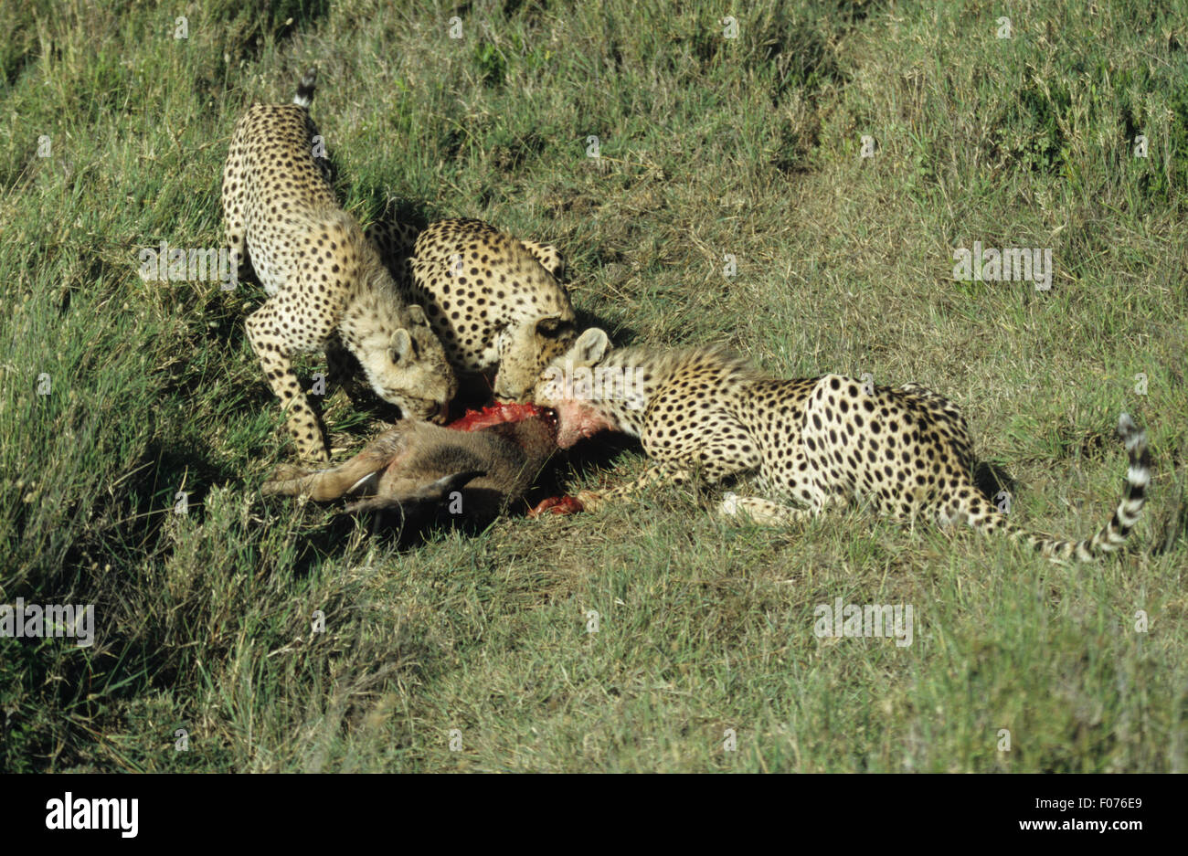 Cheetah tre alimentazione su GNU kill sul Serengeti Foto Stock