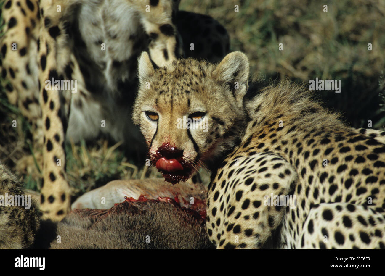 Cheetah presi in profilo guardando la telecamera leccare il sangue off naso a GNU kill Foto Stock