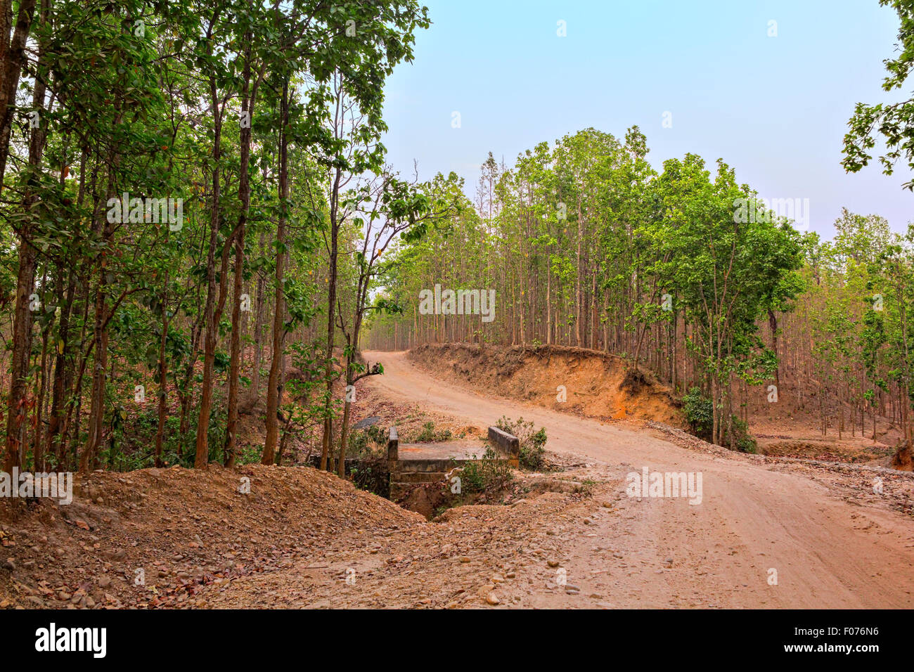 Sentiero nella foresta Foto Stock