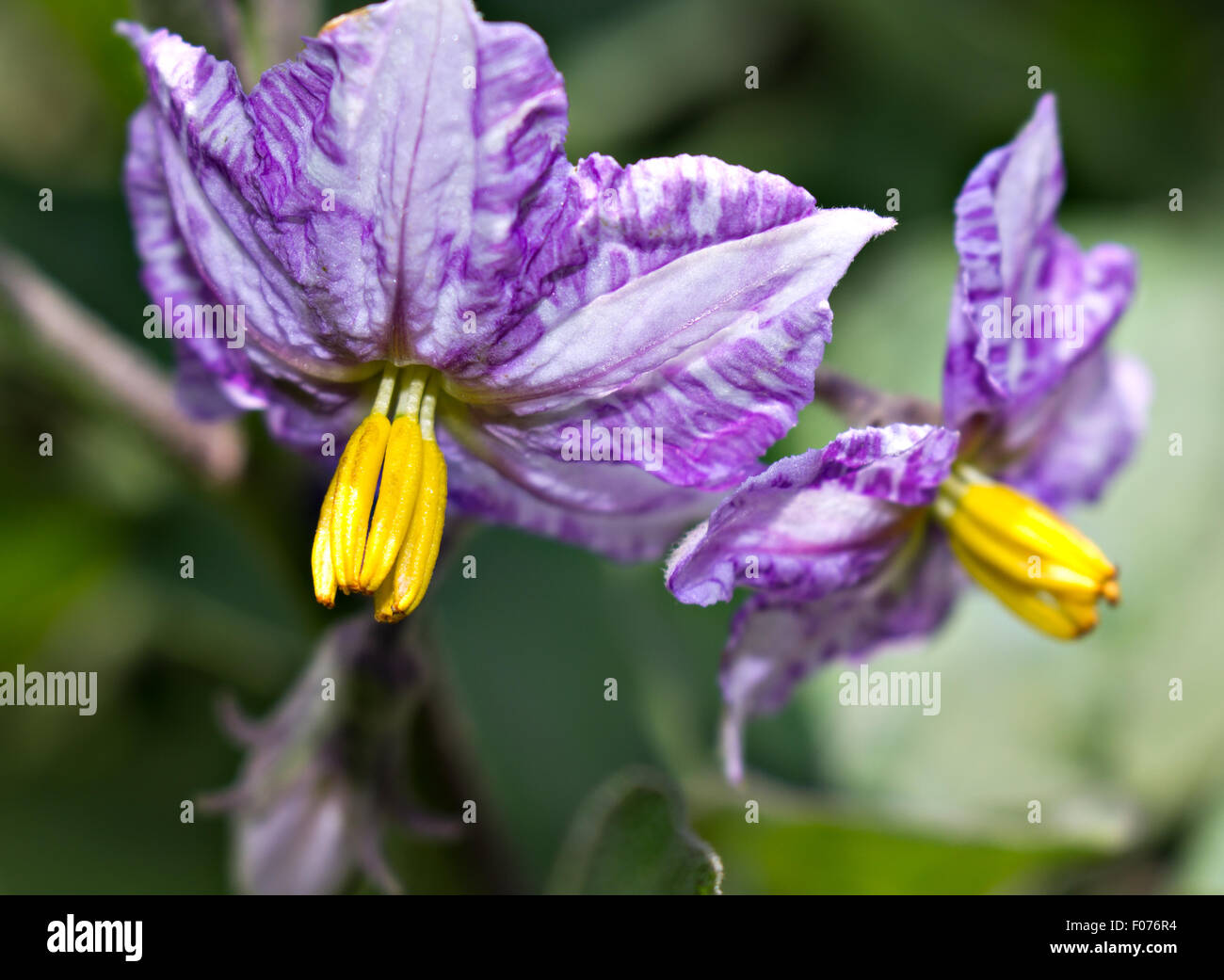Di melanzana (Solanum melongena) Blossom Foto Stock