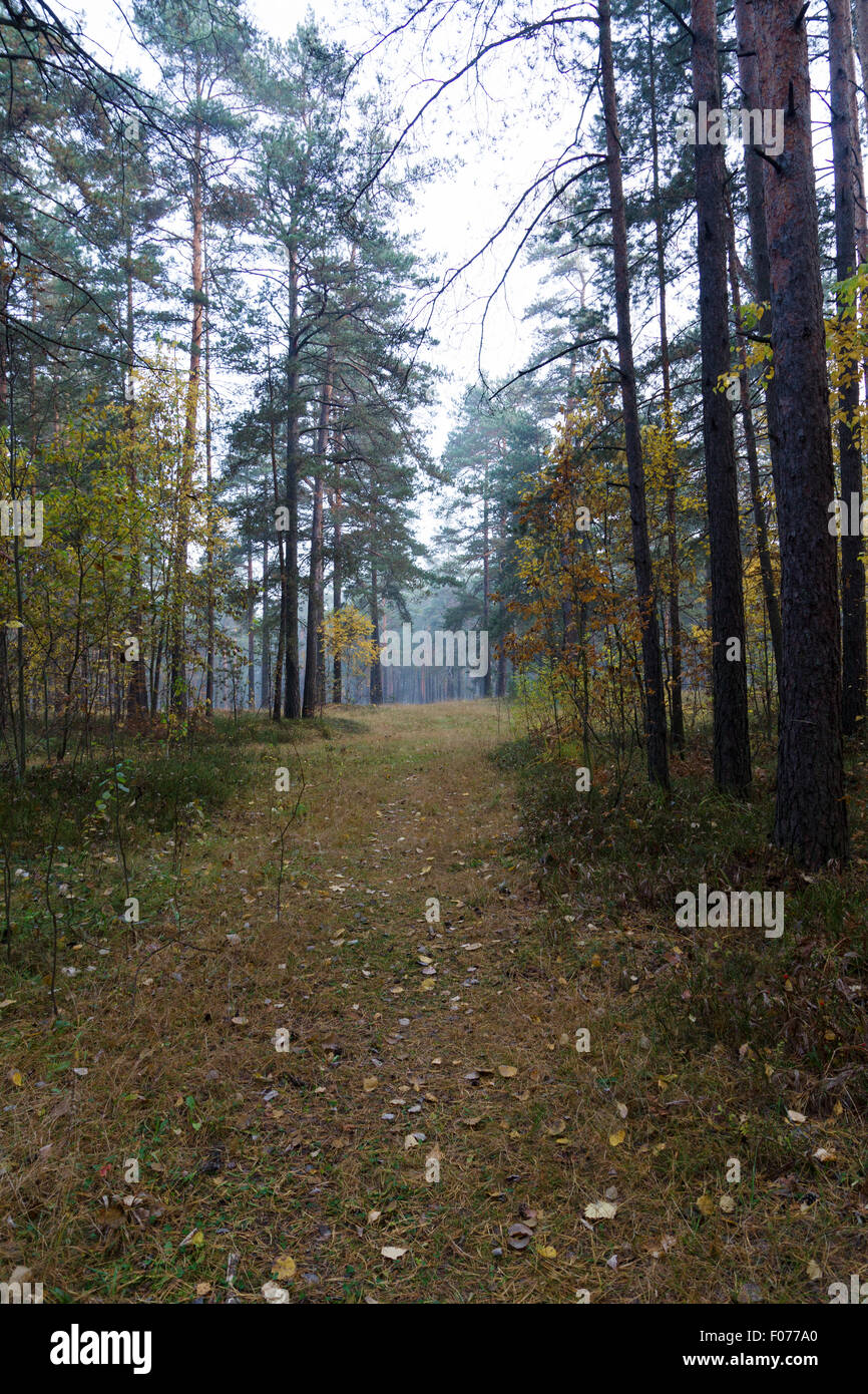 La strada forestale passa sotto i rami di numerosi alberi Foto Stock