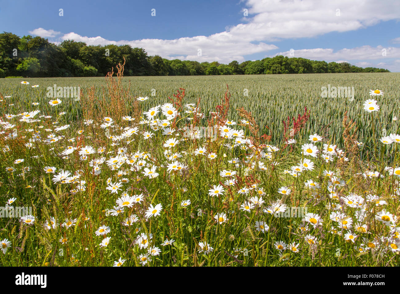 Coltivazione di fiori selvaggi sul campo i margini su un Cotswold Farm, Gloucestershire, England, Regno Unito Foto Stock