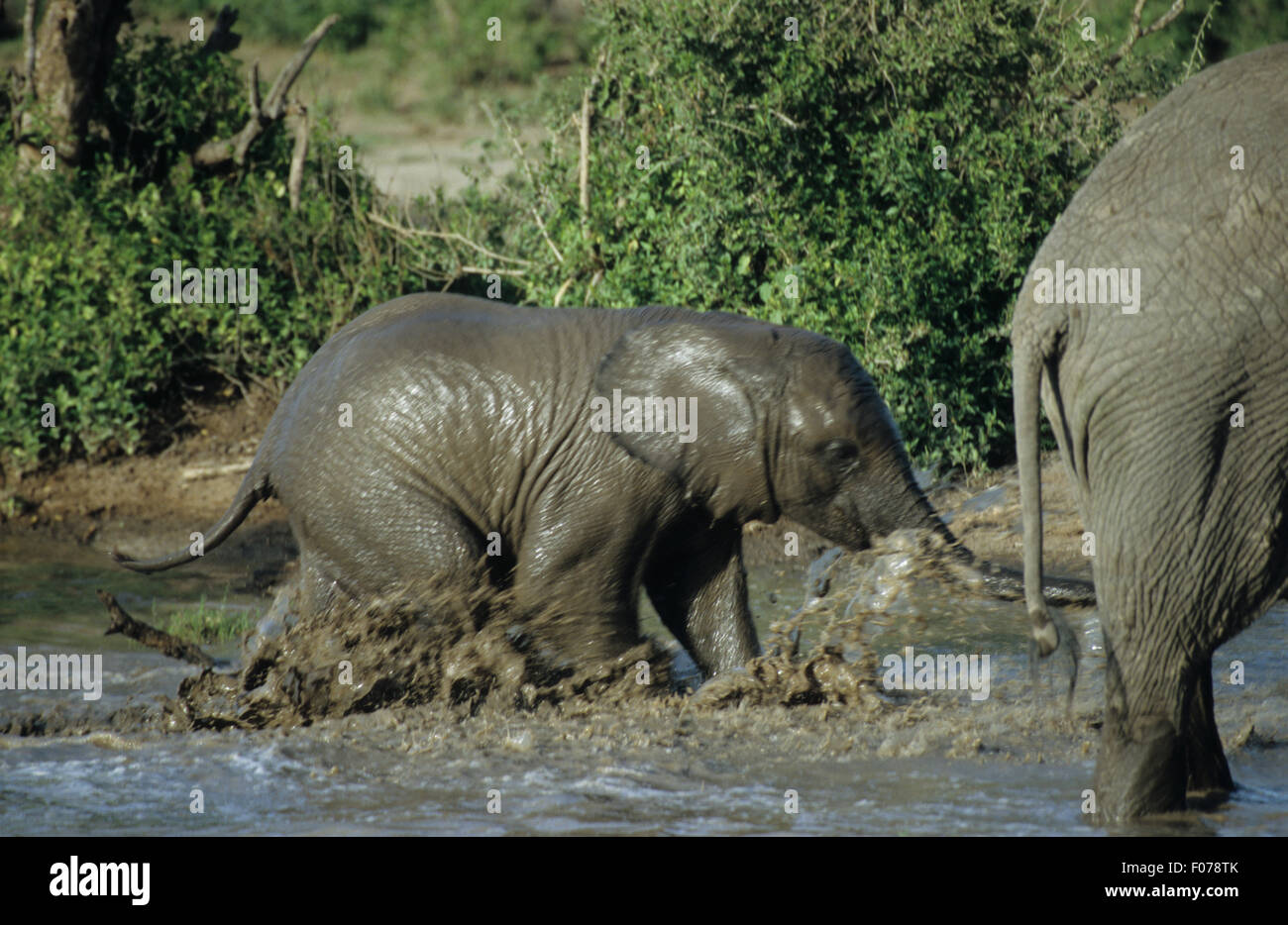 Elefante africano presi in profilo i giovani vitelli in esecuzione a destra attraverso bagnato con acqua di balneazione da spruzzi d'acqua Foto Stock