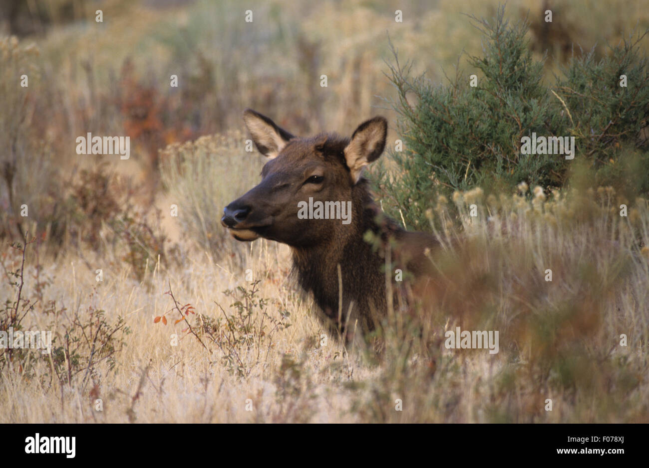 Elk giovani presi in profilo guardando a sinistra giacente in lungo la spazzola di salvia Foto Stock